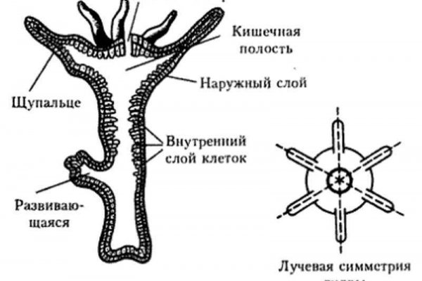 Кракен маркетплейс про